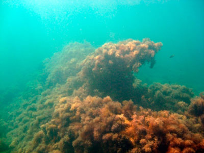 Чёрное море под водой